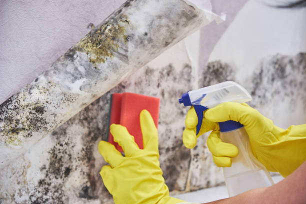 Mold Remediation for Rental Properties in Savannah, GA